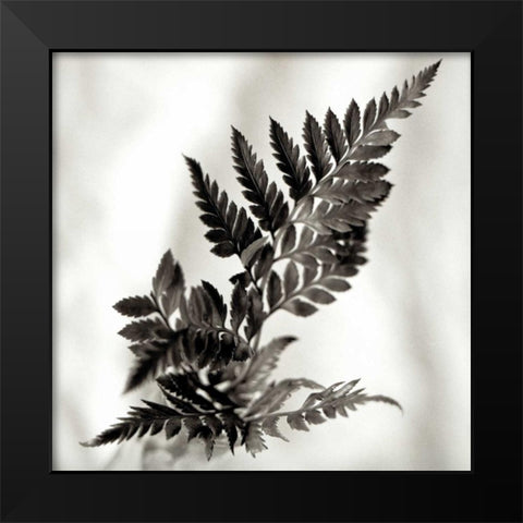 Florison - 41 Black Modern Wood Framed Art Print by Blaustein, Alan