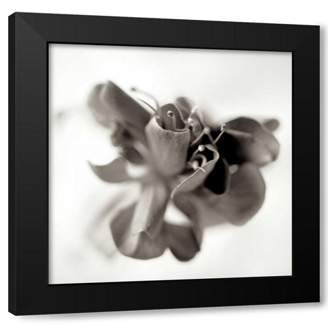 Florison - 37 Black Modern Wood Framed Art Print with Double Matting by Blaustein, Alan
