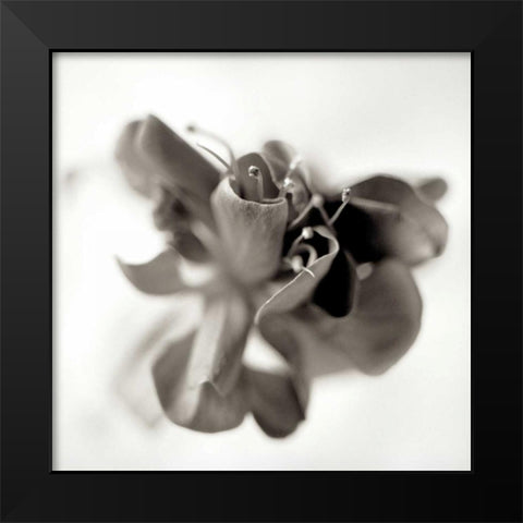 Florison - 37 Black Modern Wood Framed Art Print by Blaustein, Alan