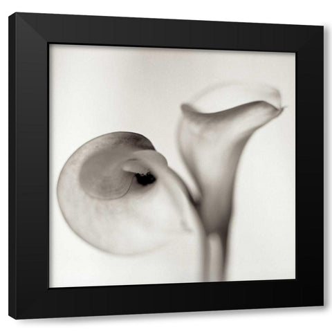 Florison - 35 Black Modern Wood Framed Art Print by Blaustein, Alan