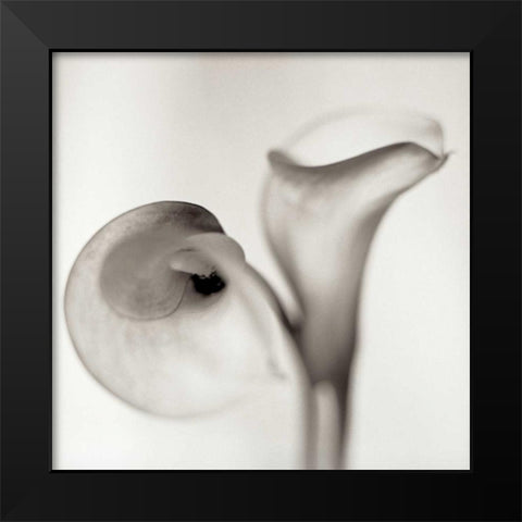 Florison - 35 Black Modern Wood Framed Art Print by Blaustein, Alan