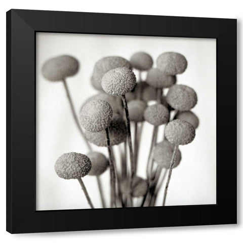 Florison - 33 Black Modern Wood Framed Art Print by Blaustein, Alan