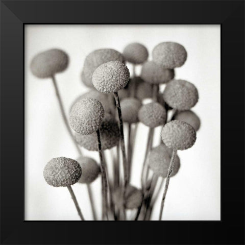 Florison - 33 Black Modern Wood Framed Art Print by Blaustein, Alan