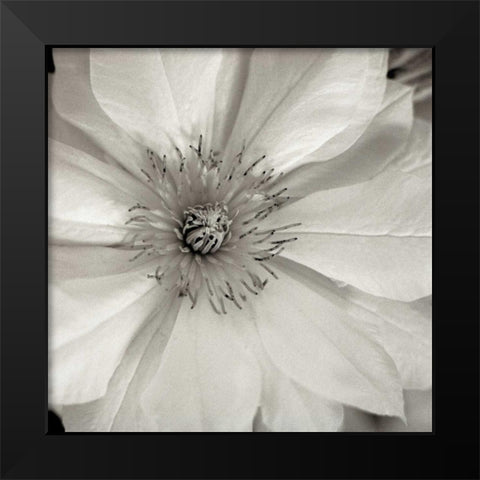 Florison - 32 Black Modern Wood Framed Art Print by Blaustein, Alan