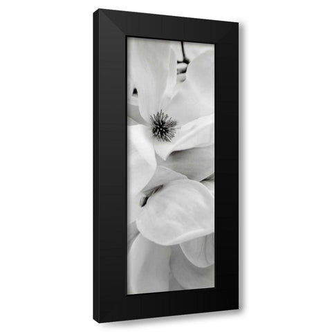 Magnolia - 1 Black Modern Wood Framed Art Print with Double Matting by Blaustein, Alan