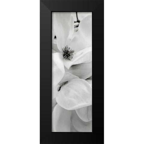 Magnolia - 1 Black Modern Wood Framed Art Print by Blaustein, Alan