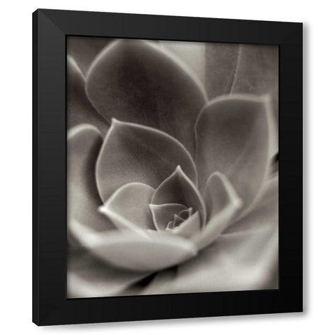 Florison - 25 Black Modern Wood Framed Art Print by Blaustein, Alan