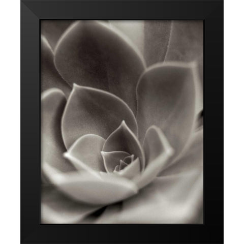 Florison - 25 Black Modern Wood Framed Art Print by Blaustein, Alan