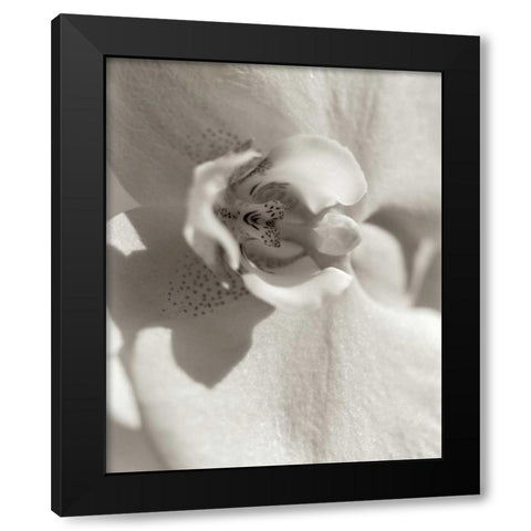 Florison - 8 Black Modern Wood Framed Art Print with Double Matting by Blaustein, Alan