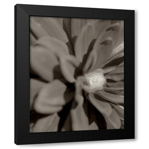 Florison - 6 Black Modern Wood Framed Art Print by Blaustein, Alan