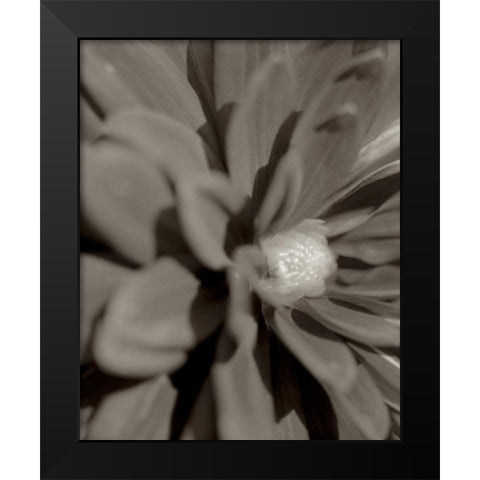 Florison - 6 Black Modern Wood Framed Art Print by Blaustein, Alan