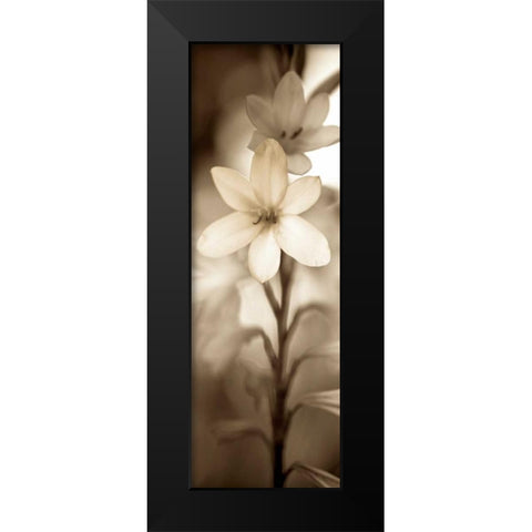 Florison - 71 Black Modern Wood Framed Art Print by Blaustein, Alan