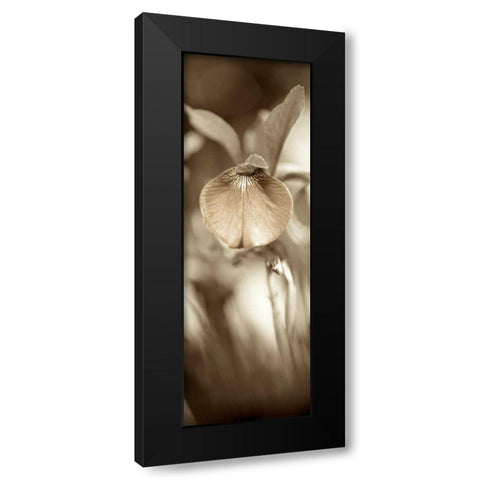 Florison - 73 Black Modern Wood Framed Art Print by Blaustein, Alan
