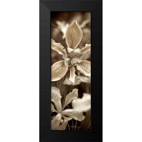 Florison - 68 Black Modern Wood Framed Art Print by Blaustein, Alan