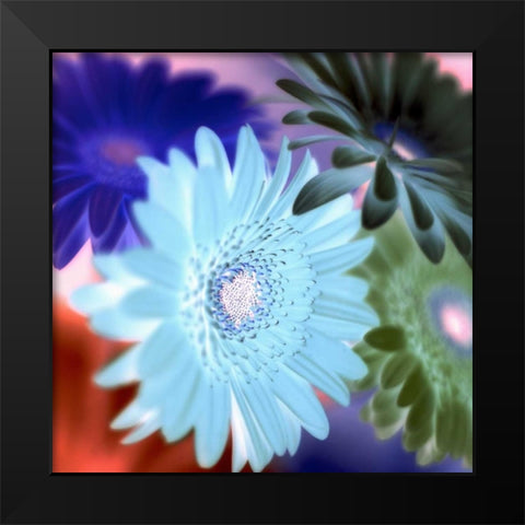 Floral Color - 1 Black Modern Wood Framed Art Print by Blaustein, Alan