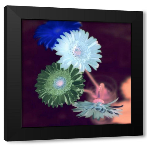 Floral Color - 5 Black Modern Wood Framed Art Print with Double Matting by Blaustein, Alan