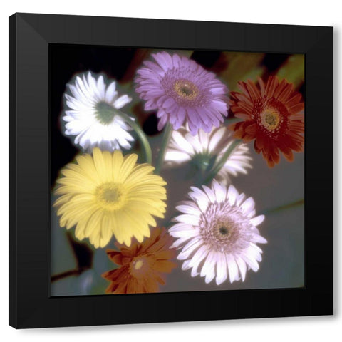 Floral Color - 6 Black Modern Wood Framed Art Print with Double Matting by Blaustein, Alan