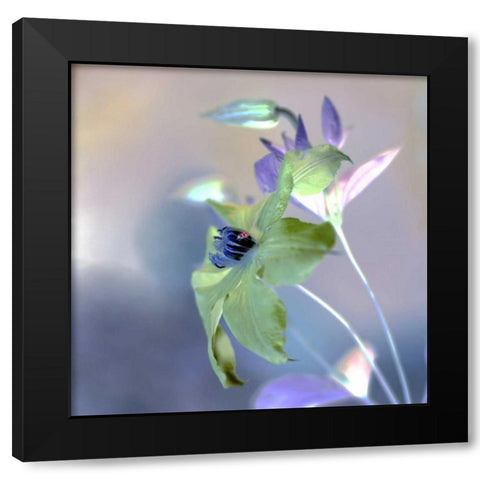Floral Color - 9 Black Modern Wood Framed Art Print with Double Matting by Blaustein, Alan