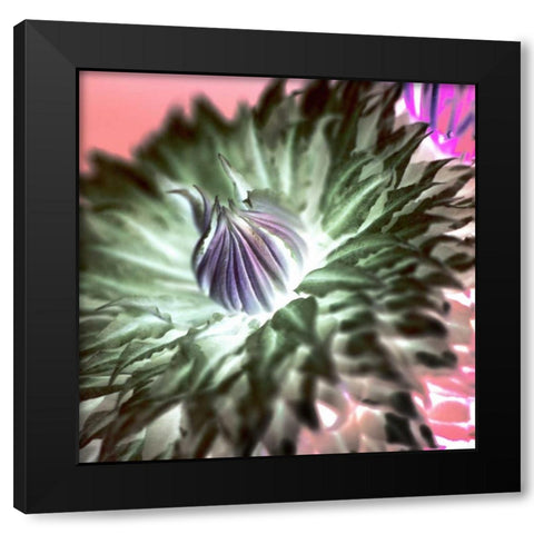 Floral Color - 11 Black Modern Wood Framed Art Print with Double Matting by Blaustein, Alan