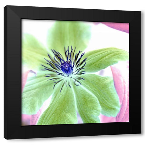 Floral Color- 12 Black Modern Wood Framed Art Print with Double Matting by Blaustein, Alan
