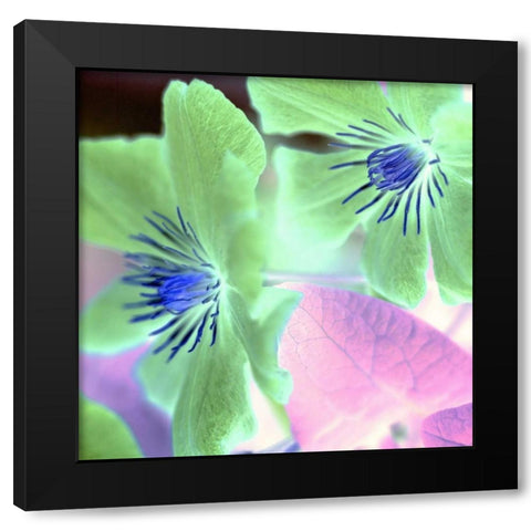 Floral Color - 13 Black Modern Wood Framed Art Print with Double Matting by Blaustein, Alan