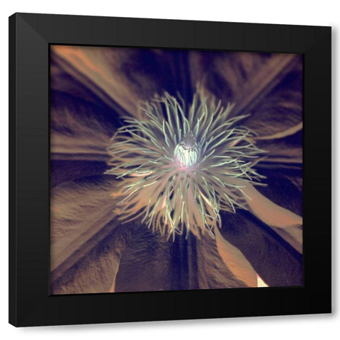 Floral Color - 15 Black Modern Wood Framed Art Print with Double Matting by Blaustein, Alan