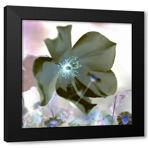 Floral Color - 16 Black Modern Wood Framed Art Print with Double Matting by Blaustein, Alan