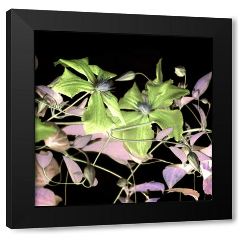 Floral Color - 17 Black Modern Wood Framed Art Print with Double Matting by Blaustein, Alan