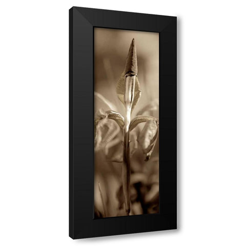 Florison - 74 Black Modern Wood Framed Art Print with Double Matting by Blaustein, Alan
