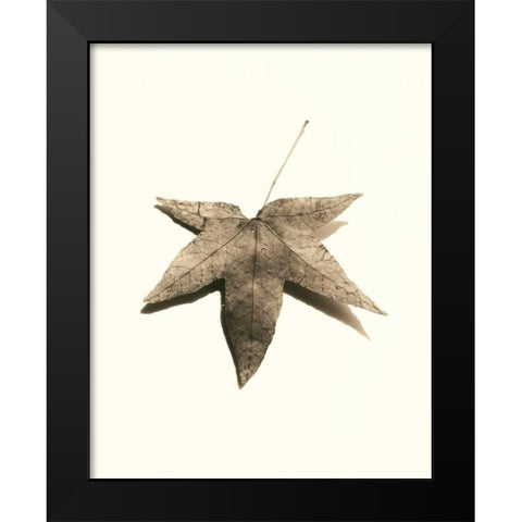 Japanese Maple Black Modern Wood Framed Art Print by Blaustein, Alan