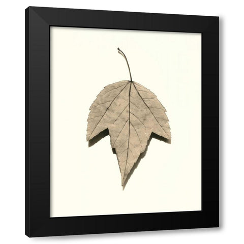 Red Maple Black Modern Wood Framed Art Print by Blaustein, Alan