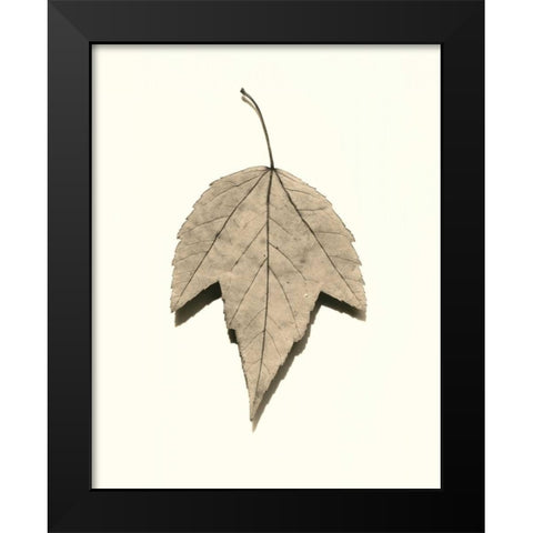 Red Maple Black Modern Wood Framed Art Print by Blaustein, Alan