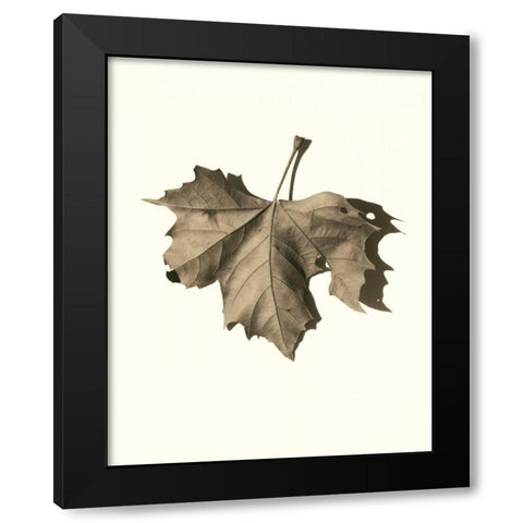 Norway Maple Black Modern Wood Framed Art Print with Double Matting by Blaustein, Alan