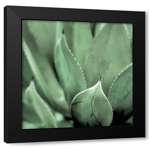 Agave #4 Black Modern Wood Framed Art Print by Blaustein, Alan