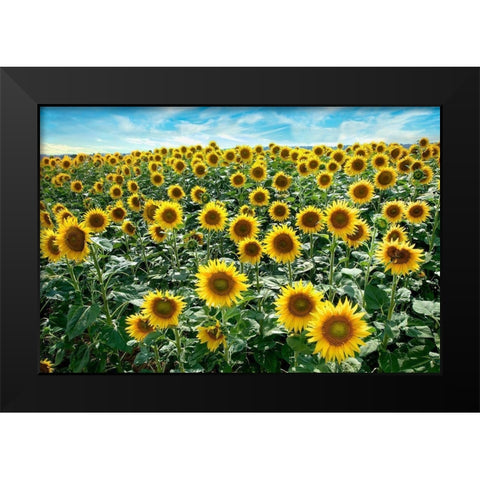 Cotona Sunflowers #1 Black Modern Wood Framed Art Print by Blaustein, Alan