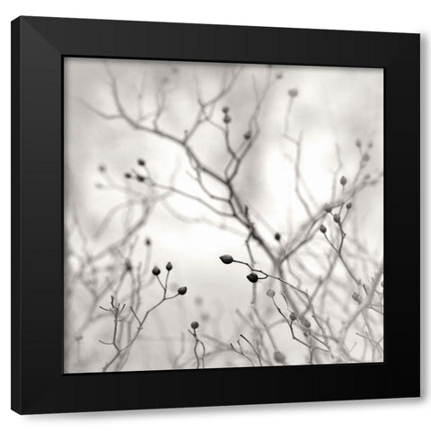Winter Berries Black Modern Wood Framed Art Print with Double Matting by Bell, Nicholas