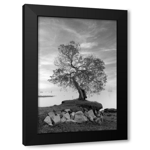 Coastal Oak Series No. 2 Black Modern Wood Framed Art Print by Blaustein, Alan