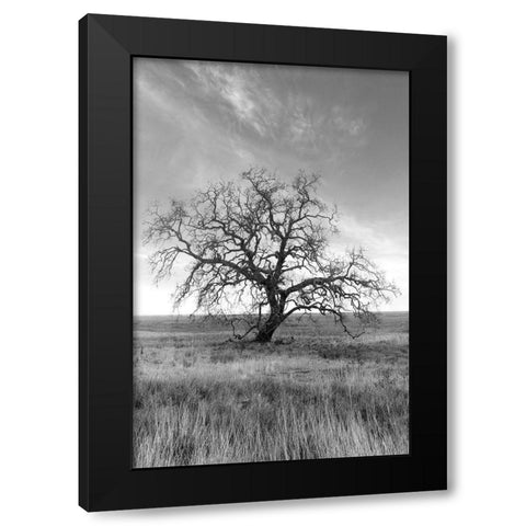 Coastal Oak Series No. 12 Black Modern Wood Framed Art Print by Blaustein, Alan