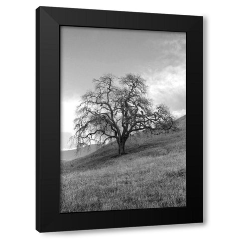 Coastal Oak Series No. 17 Black Modern Wood Framed Art Print with Double Matting by Blaustein, Alan