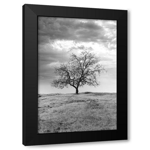 Coastal Oak Series No. 23 Black Modern Wood Framed Art Print by Blaustein, Alan