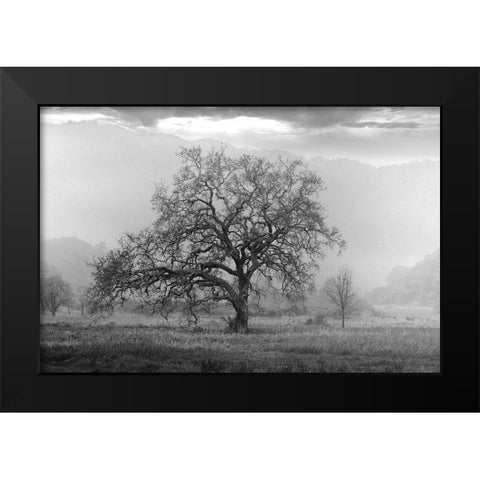 Coastal Oak Series No. 41 Black Modern Wood Framed Art Print by Blaustein, Alan