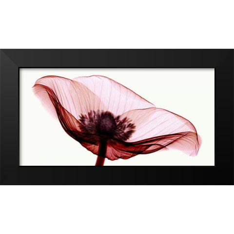 Anemone I Black Modern Wood Framed Art Print by Coop, Robert