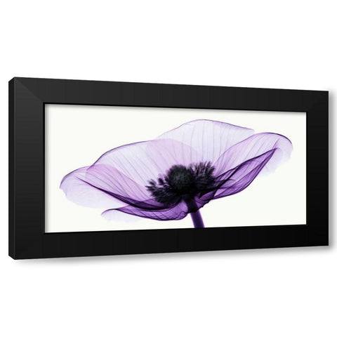 Anemone II Black Modern Wood Framed Art Print with Double Matting by Coop, Robert