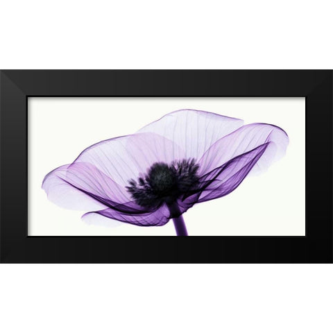 Anemone II Black Modern Wood Framed Art Print by Coop, Robert