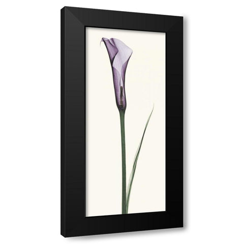 Calla Lily Black Modern Wood Framed Art Print with Double Matting by Coop, Robert