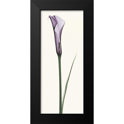 Calla Lily Black Modern Wood Framed Art Print by Coop, Robert