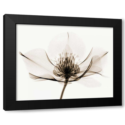 Hellebore I Black Modern Wood Framed Art Print with Double Matting by Coop, Robert