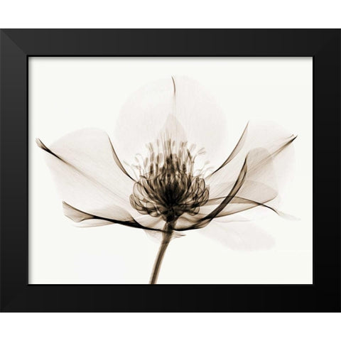 Hellebore I Black Modern Wood Framed Art Print by Coop, Robert