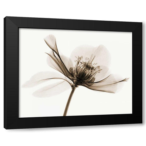 Hellebore II Black Modern Wood Framed Art Print with Double Matting by Coop, Robert