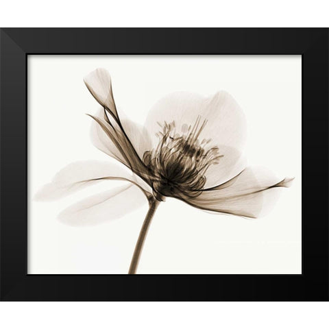 Hellebore II Black Modern Wood Framed Art Print by Coop, Robert